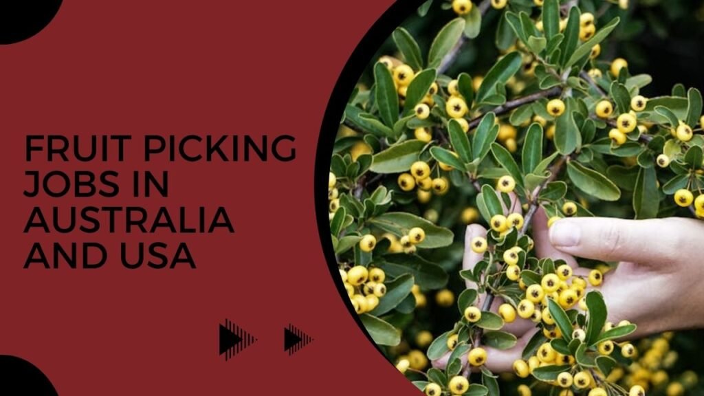 fruit picking jobs in Australia and USA